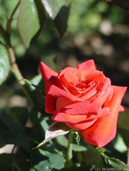 'Terra Cotta' rose photo