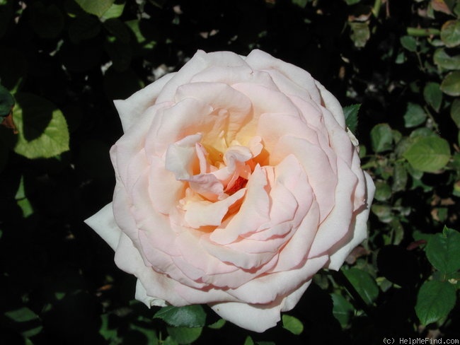 'Chief Seattle' rose photo