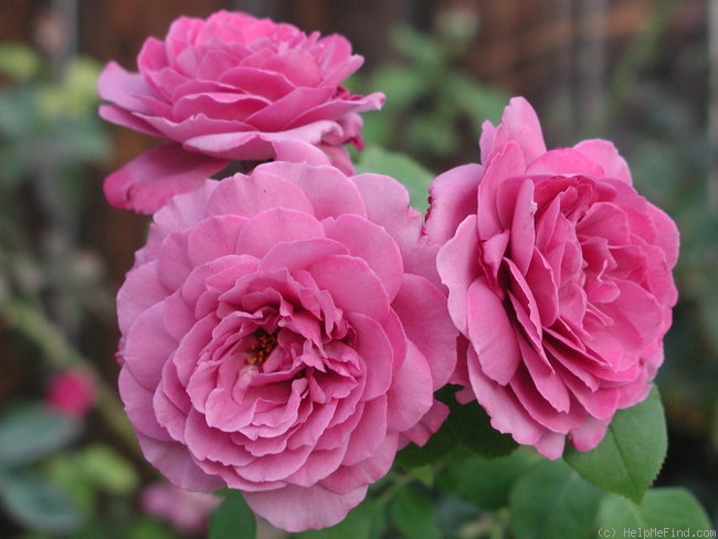 'Magenta ' Rose Photo