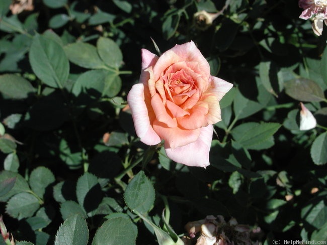 'Cinnamon Delight ™' rose photo