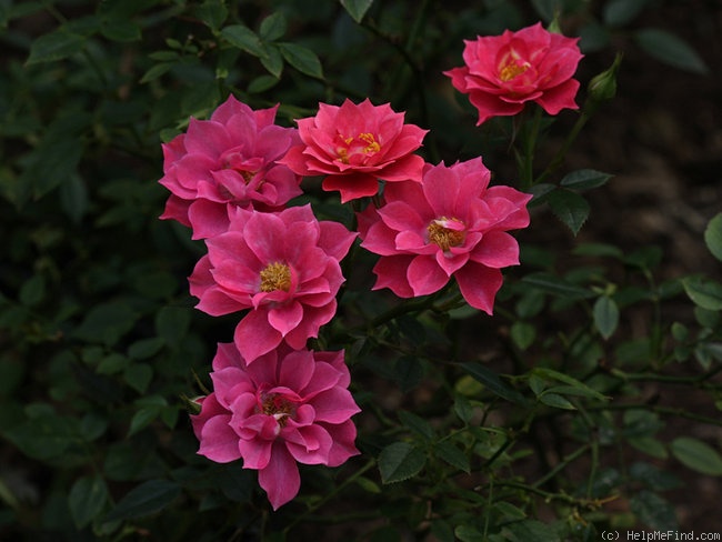 'Renny' rose photo