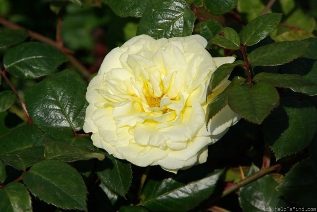 'Elfe ® (LCl, Evers/Tantau, 2000)' rose photo