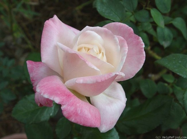 'Classie Lassie ™' rose photo