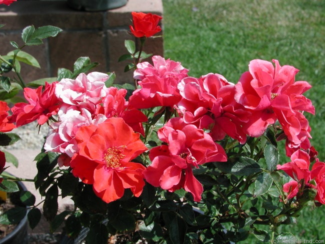 'Annette Dobbs' rose photo