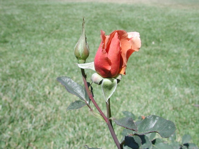 'Julia's Rose' rose photo