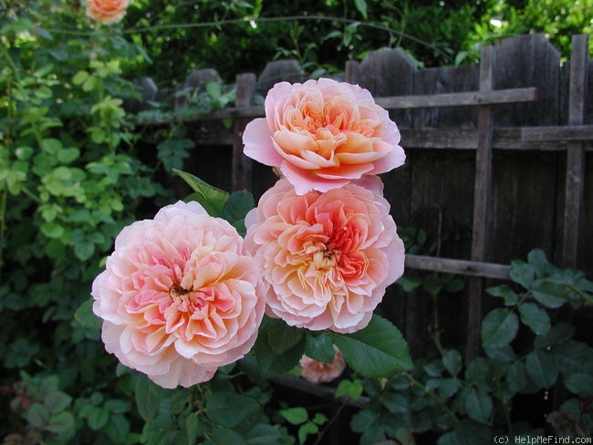 'The Impressionist ™ (shrub, Clements 2000)' rose photo