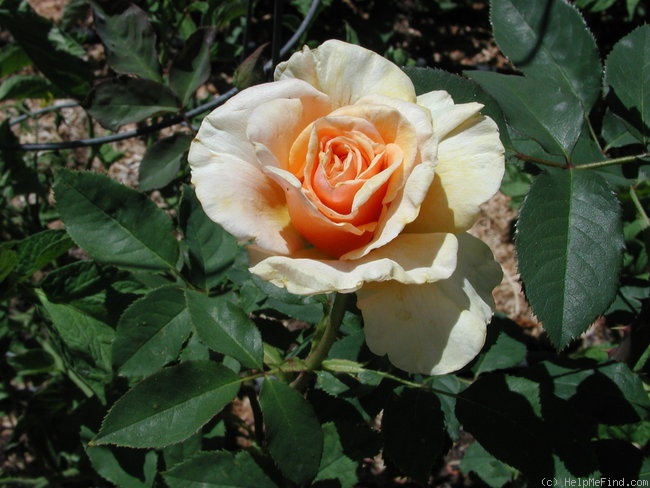 'Lucille Ball' rose photo