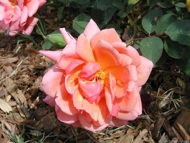 'Mrs. Sam McGredy' rose photo