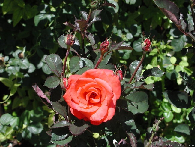 'Lady Rose ® (hybrid tea, Kordes, 1979)' rose photo