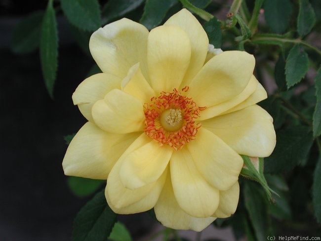 'Bit o' Sunshine' rose photo