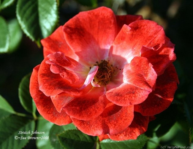 'Stretch Johnson' rose photo