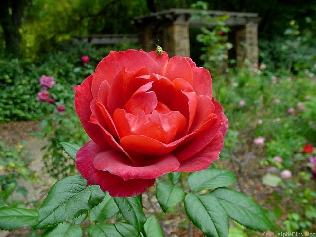 'Hot Cocoa ™ (Floribunda, Carruth 2001)' rose photo