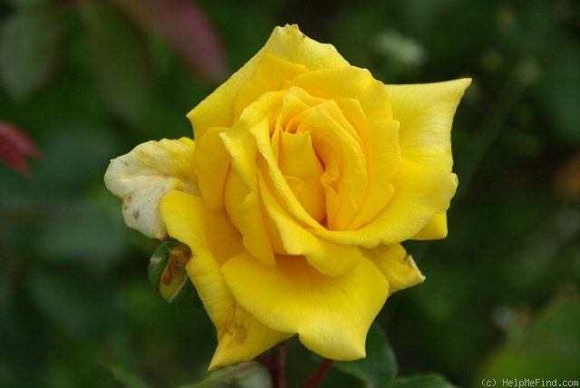 'Royal Gold' Rose Photo