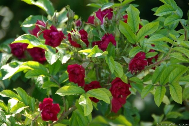 'Signe Relander' rose photo