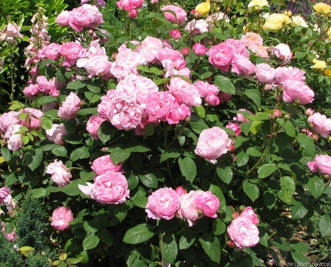 'Mary Rose ®' rose photo