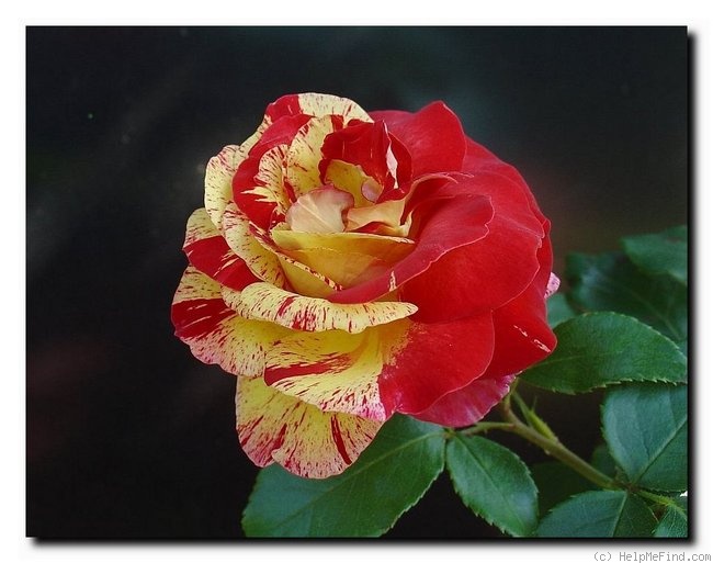 'Camille Pissarro ™' rose photo