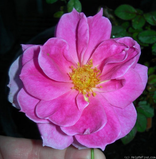 'ARMLB2XSL' rose photo