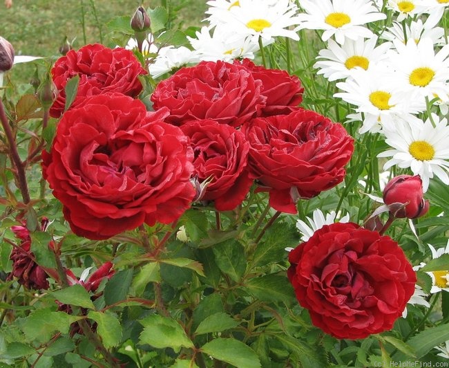 'Belle de Régnié' rose photo