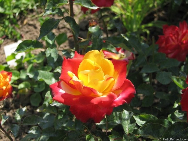'Chateau Giscours' rose photo