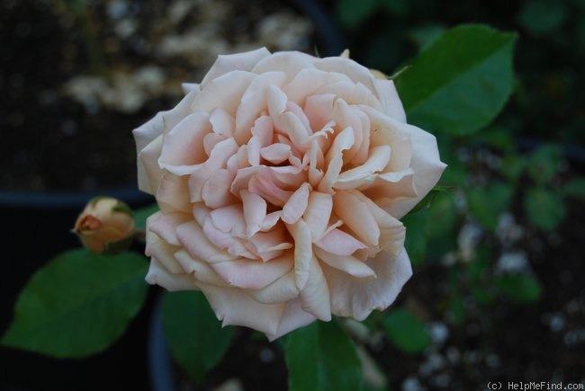 'Tantarra' rose photo