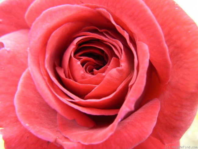 'Tess of the D'Urbervilles' rose photo