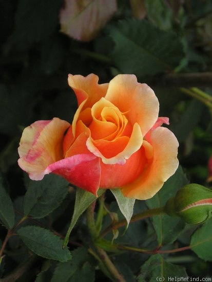 'Caramella ™ (shrub, Kordes before 2000)' rose photo