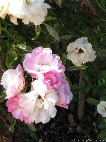 'Summer Snow (climber, Couteau, 1936)' rose photo