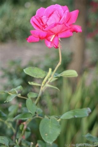 'Armonia' rose photo