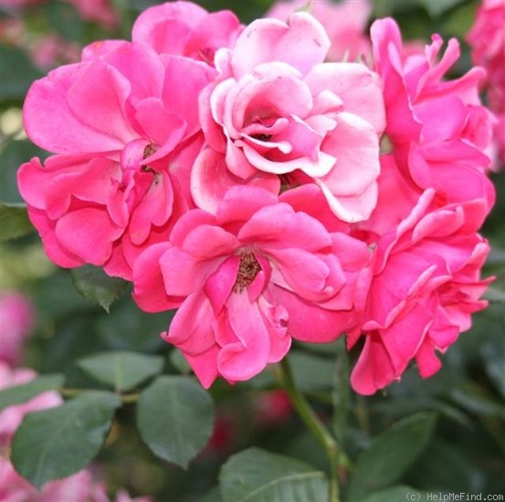 'Buisman's Triumph' rose photo