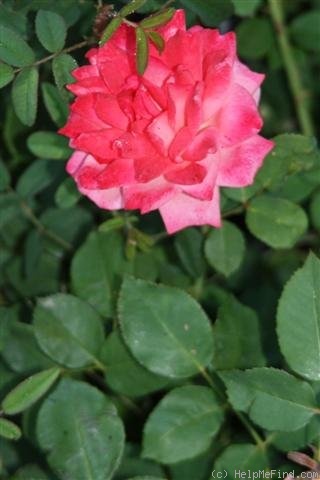 'Orange Mist' rose photo