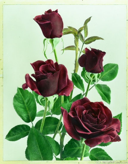 'M.S. Hershey' rose photo