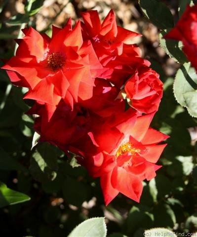 'Doris Norman' rose photo