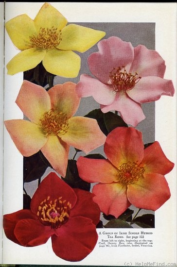 'Cecil (hybrid tea, Cant, 1925)' rose photo