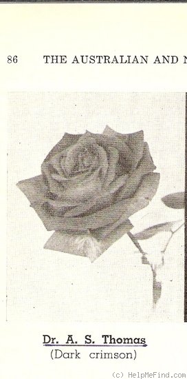 'Dr. A.S. Thomas' rose photo