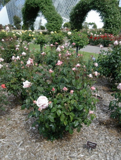 'Aotearoa' rose photo