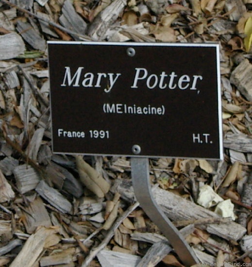 'Mary Potter' rose photo