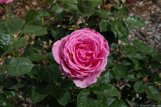 'Mary Potter' rose photo
