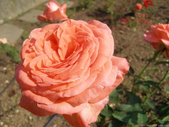 'Barunka' rose photo
