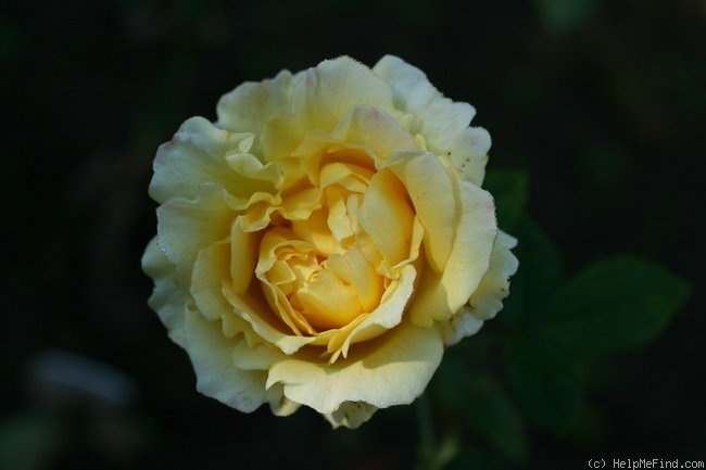 'Cyrano de Bergerac®' rose photo