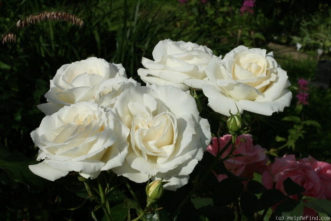 'Henri Salvador ®' rose photo