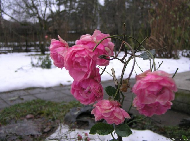 'Mörsjaroos' rose photo