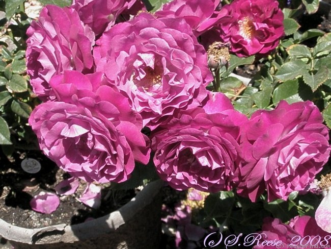 'Wild Blue Yonder ™' rose photo