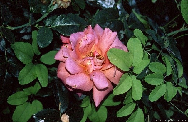 'Mojave' rose photo