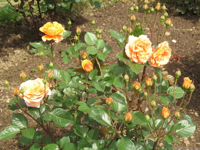'China Sunrise' rose photo