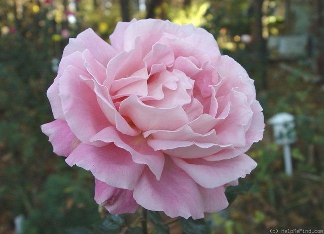 'Audrey Wilcox' rose photo