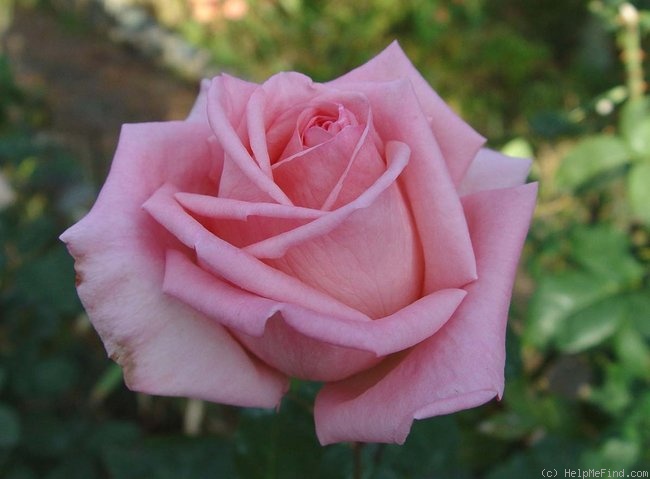 'Helen Keller ® (hybrid tea, Barni, 1991)' rose photo