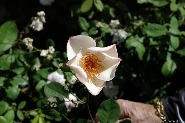 'Ellen Willmott (hybrid tea, Archer, 1935)' rose photo