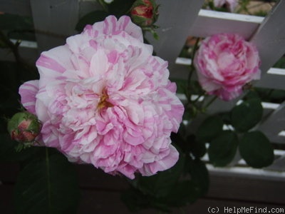 'Village Maid' rose photo