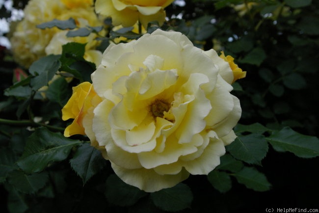 'Gold Bunny, Cl.' rose photo