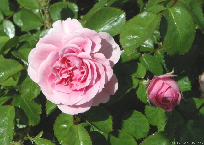 'Flinders' rose photo